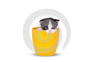 Very small kitten in pots on a white background.