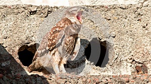 a very small owl standing inside of an empty concrete hole and yawning