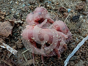 Very small pink color pups of rat