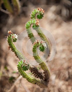 Very Small Plants