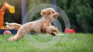 A very small poodle moving fast green meadow. Photo with stopped dog jump movement in the air. In the of summer green nature