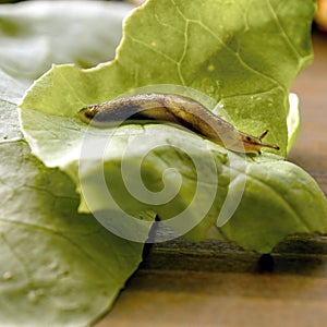 A very small, red-brown nudibranch with outstretched antennae is crawling on a lettuce leaf