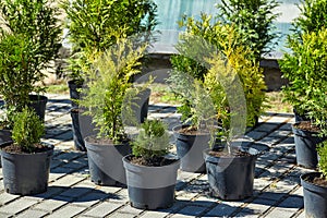 very small seedlings of coniferous trees grow in containers and are ready for further planting