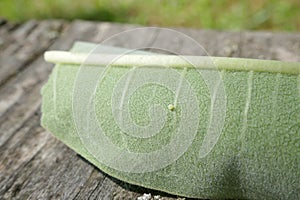 Very small single monarch butterfly egg on fuzzy common milkweed leaf