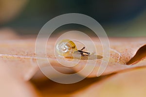 Very small snail crawling on a leaf