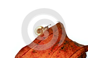 Very small snail crawling on a leaf