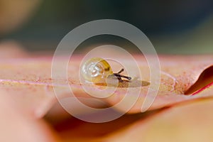 Very small snail crawling on a leaf