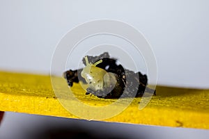 A very small snail with a yellow shell.