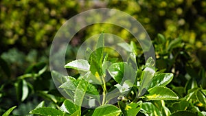 Very small, sweet puppy - miniature schnauzer sitting in a garden on green grassGreen garden shrub with juicy leaves photo