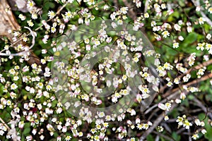 Very small white spring flowers. Floral background macro close-up