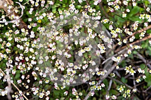 Very small white spring flowers. Floral background macro close-up