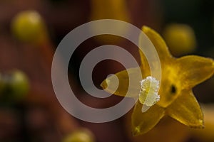 Very small yellow and oragne translucent flowers