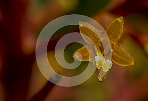 Very small yellow and oragne translucent flowers