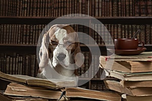 The very smart dog studying old books in library