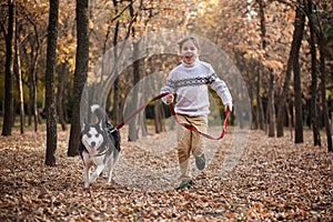 Walking the husky dog in the autumn park