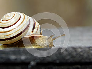 Very wonderful snail Caucasotachea vindobonensis photo