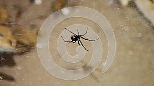 Very still, large black widow hangs upside down on the web as lights move around it causing shadows to move underneath