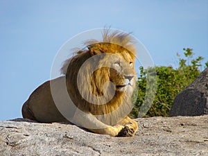 A very strong and beautiful lion on a rock in the Segengeti.