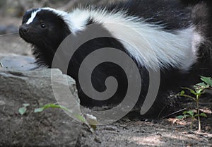 Very Sweet Expressive Black and White Skunk