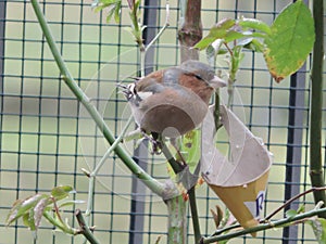 Very sweet eye of caffinch bird