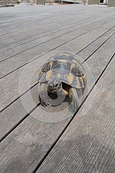 He is a very sweet turtle, he is slowly making his way, the animal world is wonderful.