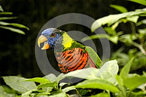 A very talkative noisy lorikeet is making quite a scene.