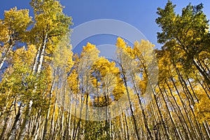 Very Tall Golden Fall Aspen Trees In Vail Colorado