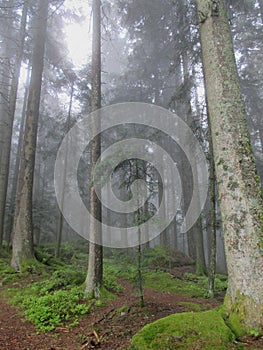 Very tall pinetrees in a mystical, misty forest