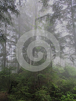 Very tall pinetrees in a mystical, misty forest