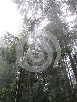 Very tall pinetrees in a mystical, misty forest