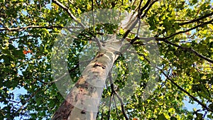 Very tall plane tree with spots of sunlight on the trunk