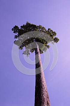 Very tall tree with a beautiful crown on the background of a clear blue sky. Perfectly smooth tree trunk