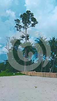 A very tall tree on the seashore of Port Blair in India