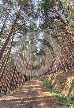 Very tall trees lined up and in the middle a dirt road to cross them, located in Guadarrama, Spain