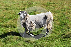 Very tatty sheep that has missed being sheared. photo