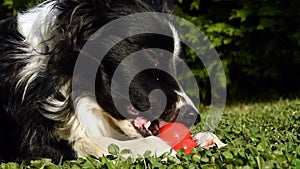 A very tender border collie puppy releases the tension thanks to his kong.