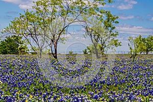 A Very Thick Blanket of Texas Bluebonnets in a Texas Country Meadow with Trees and Blue Skies.