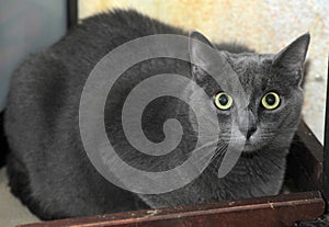 Very thick gray cat