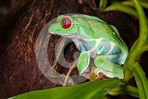 Very tight red-eyed tree frog