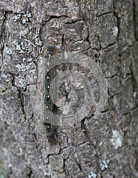 A very tiny caterpillar crawling up a tree.