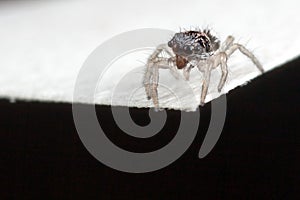 Very tiny jumping spider over banknote