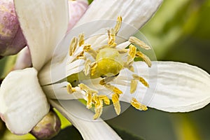 Very tiny lemon fruit being born in the flower