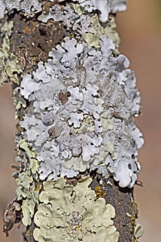Parmelia sulcata is a foliose lichen in the family Parmeliaceae.