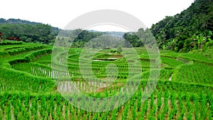 A very unique form of rice field