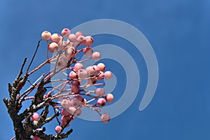 Very unusual autumn colors represented by pink berries against the clear blue sky