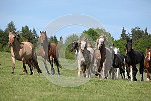 Very various batch of horses running on pasturage