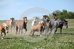 Very various batch of horses running on pasturage