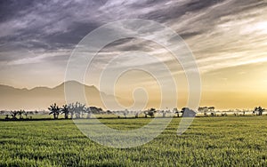 Very vast, broad, extensive, spacious rice field, streched into the horizon.