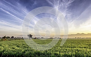 Very vast, broad, extensive, spacious rice field, streched into the horizon