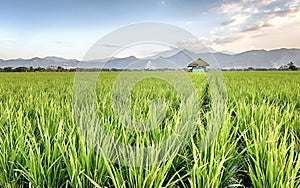 Very vast, broad, extensive, spacious rice field, streched into the horizon